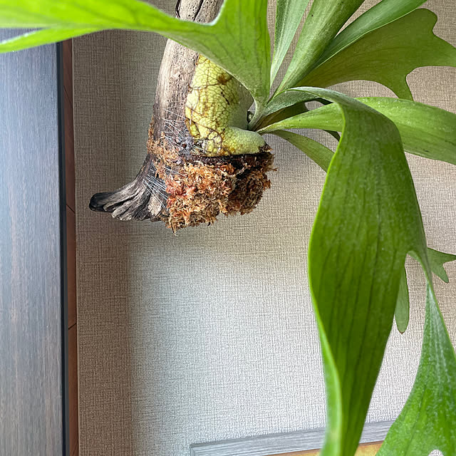 Leokaniさんの部屋