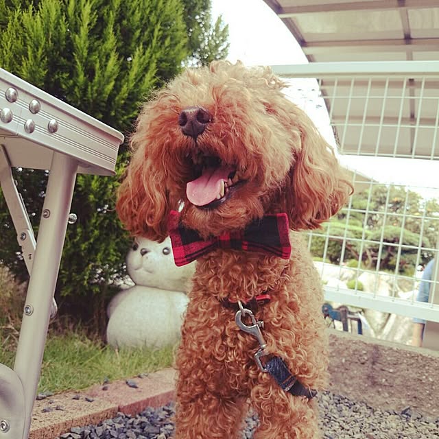 ya-ya.cafeさんの実例写真