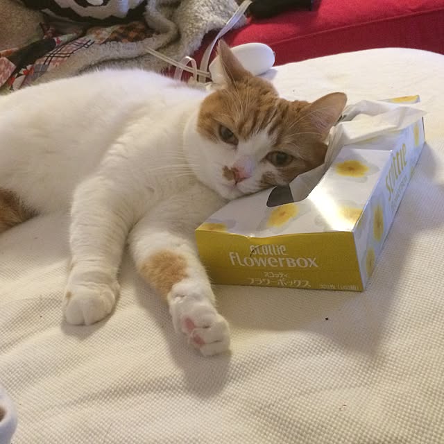 chi_kaさんの実例写真
