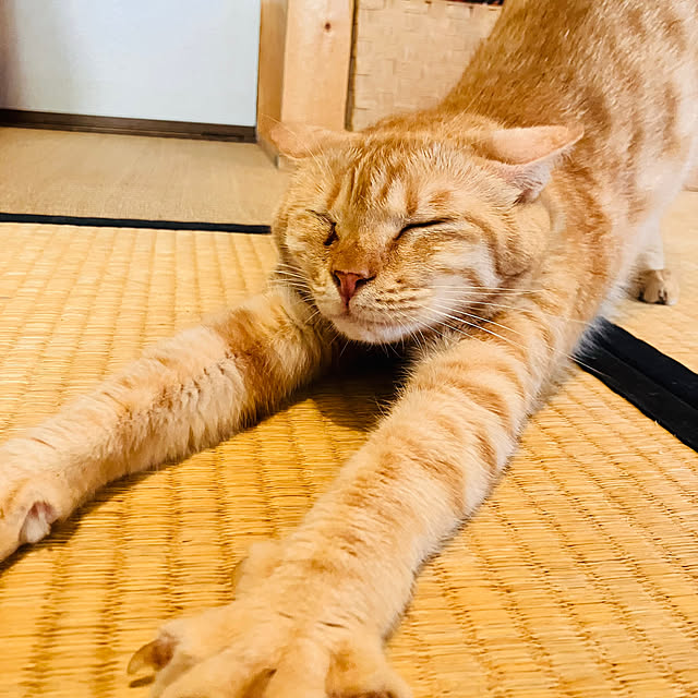 tomorinさんの部屋