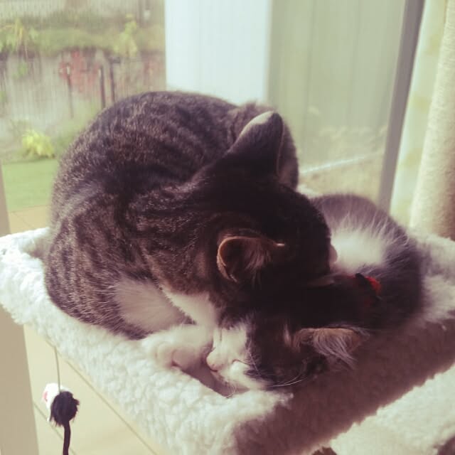 実例写真