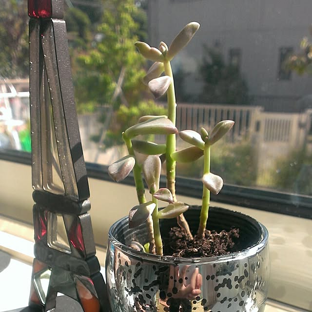 mogumoguさんの実例写真