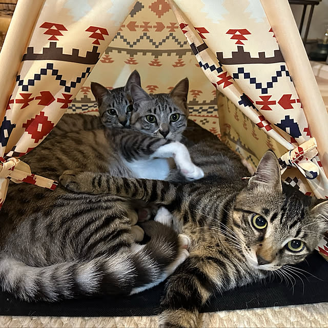 Nekogaoka_houseさんの実例写真