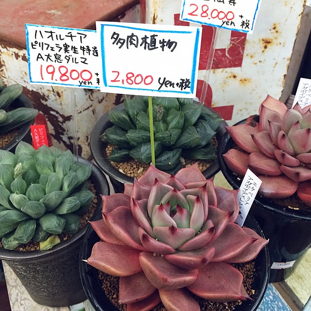 saori358さんの実例写真