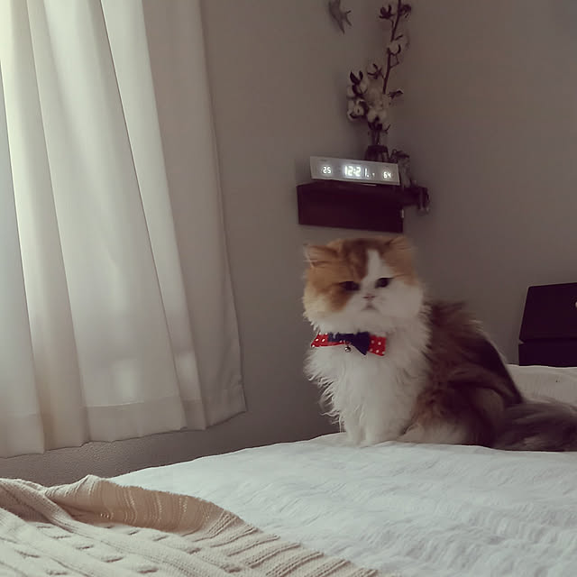 amutantanさんの実例写真