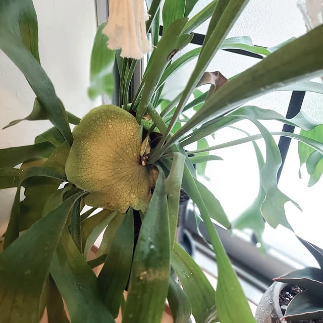 makkyさんの部屋