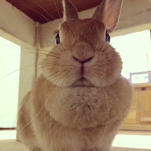 hanamari31さんの実例写真