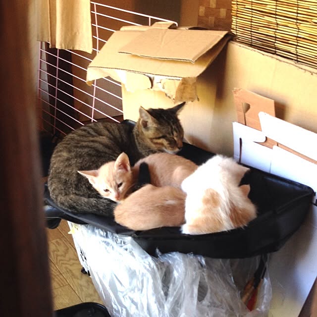 Tsunさんの実例写真