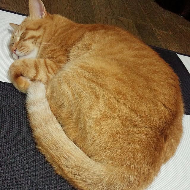 taroさんの実例写真