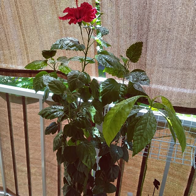 runaさんの部屋