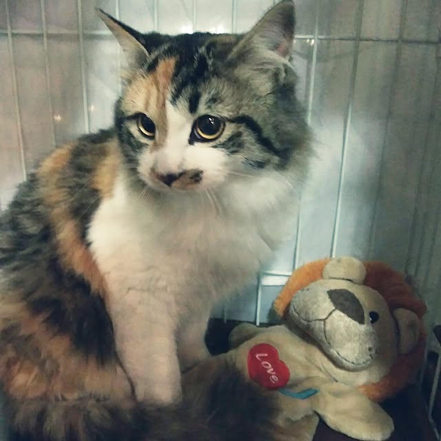 sumisumiさんの実例写真