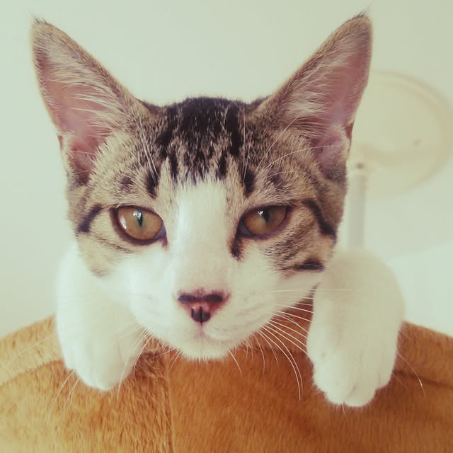 maaさんの実例写真