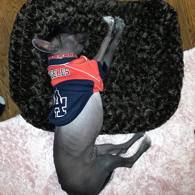 実例写真