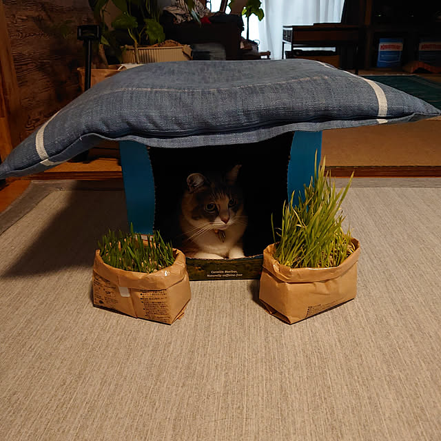 fukuさんの実例写真
