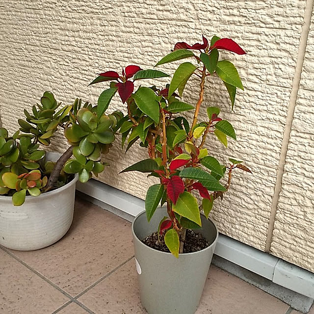 kakkoさんの実例写真