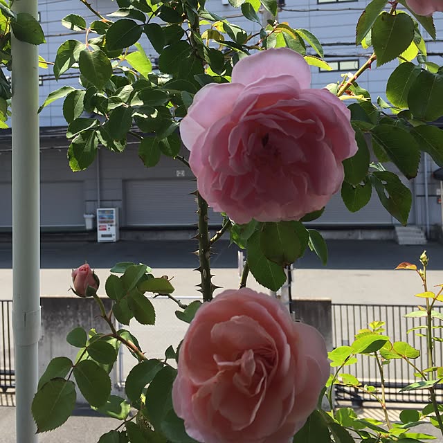 greenroseさんの実例写真