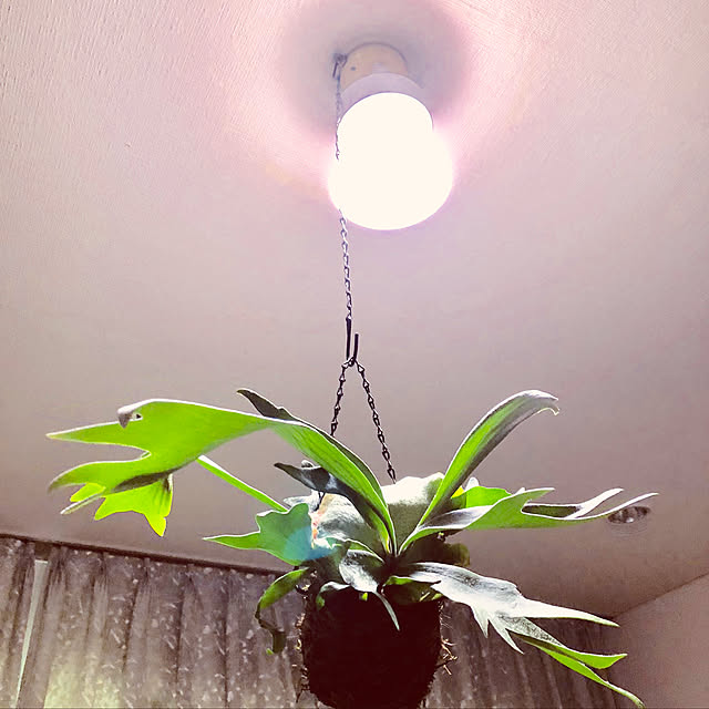 alohalightさんの実例写真