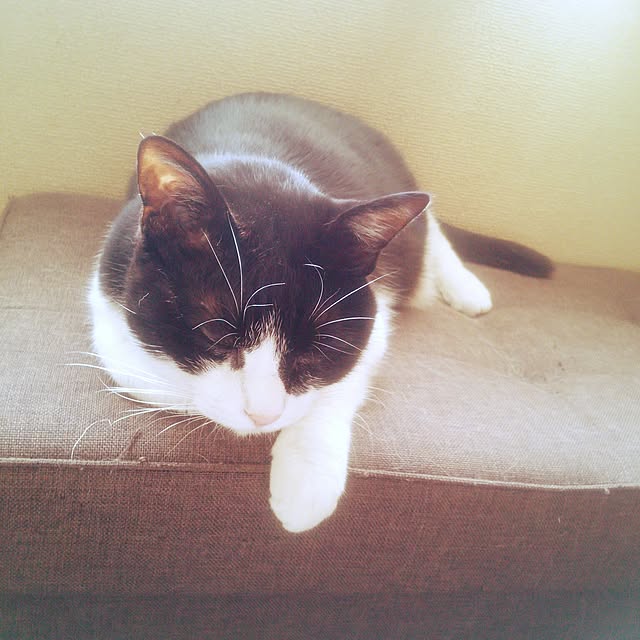 tomopさんの実例写真