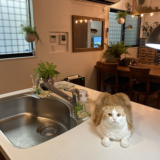 poniさんの実例写真