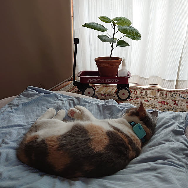 fukuさんの実例写真