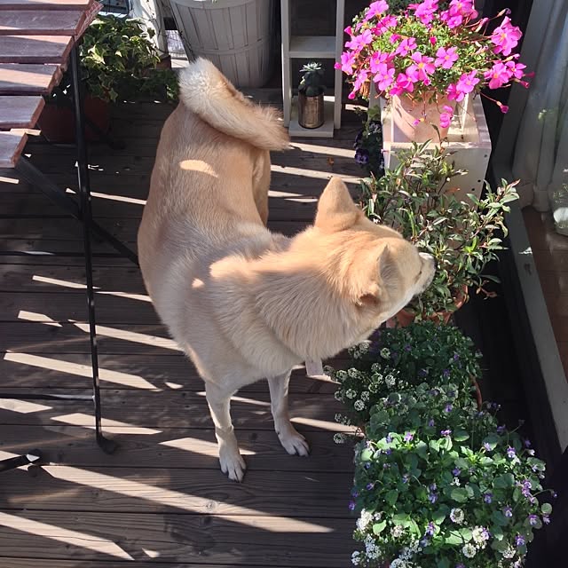 leonaさんの実例写真