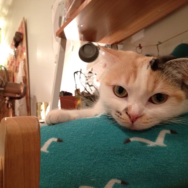 saoru...306...さんの実例写真
