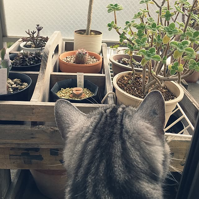mikomaruさんの実例写真