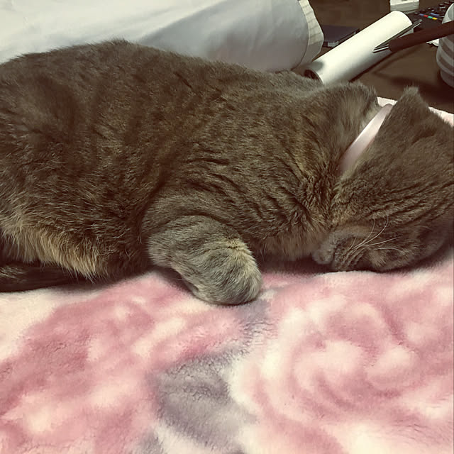 Roby1018さんの実例写真