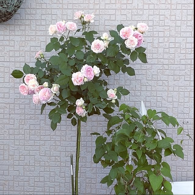 Bienvenueさんの部屋