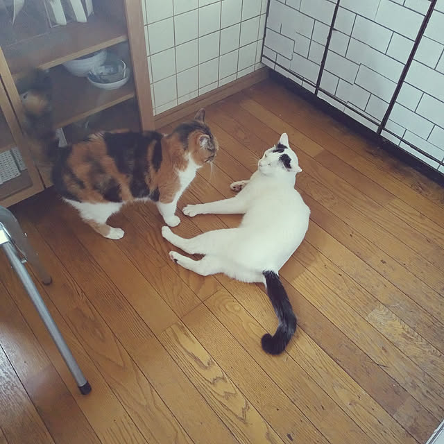 キッチン/いつもいいね！ありがとうございます♪/マンチカン中足/猫のゆずさん/コロナが早く終息しますように...などのインテリア実例 - 2021-05-10 16:20:59