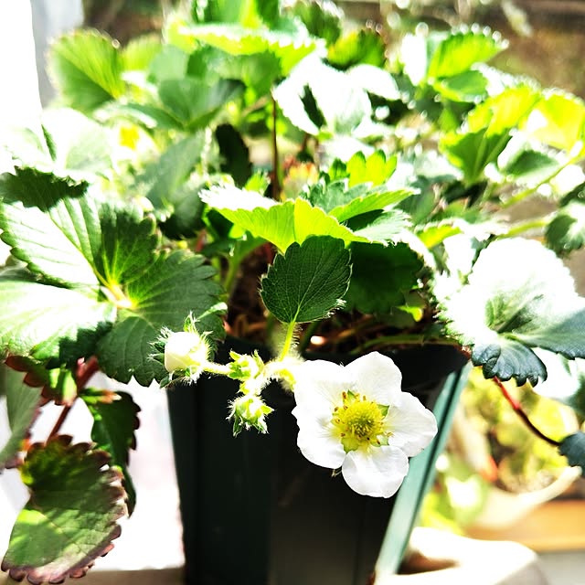 katさんの実例写真