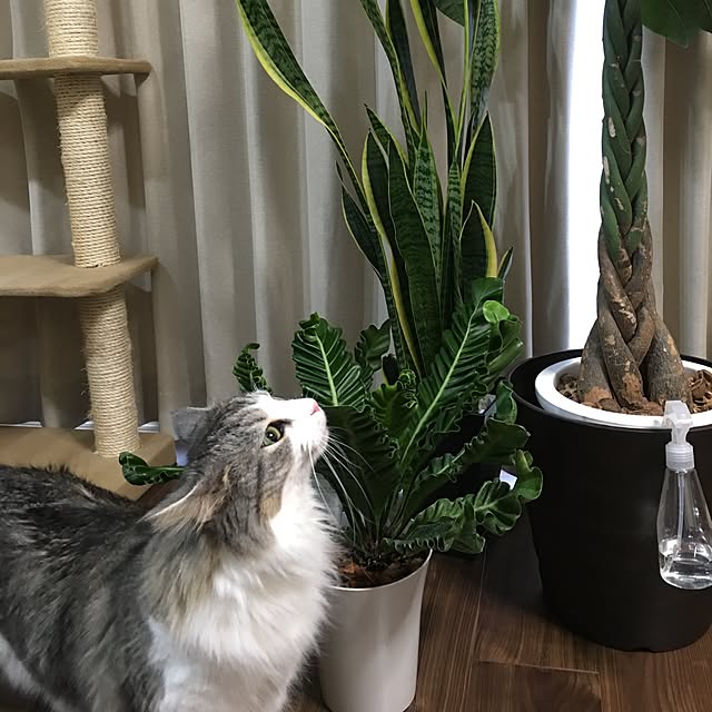 regulusさんの実例写真