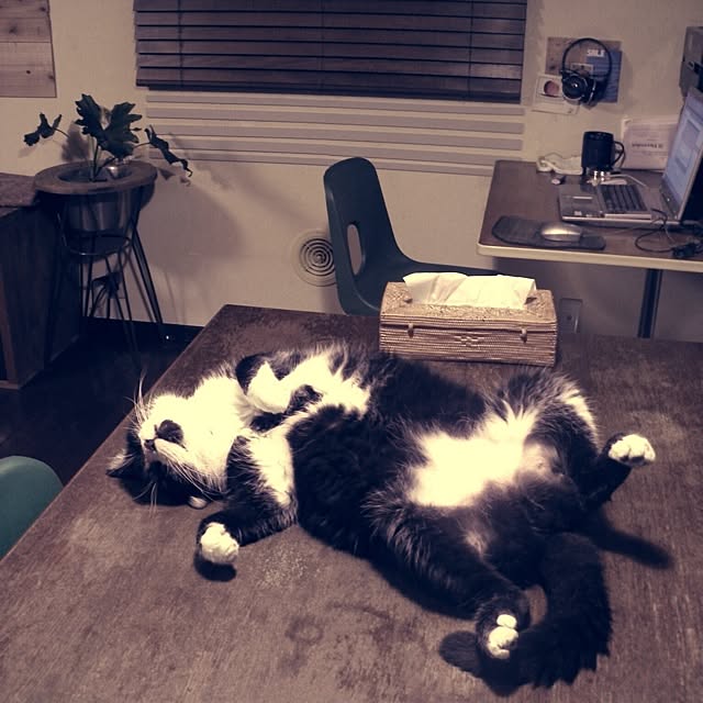 jnkaiさんの実例写真