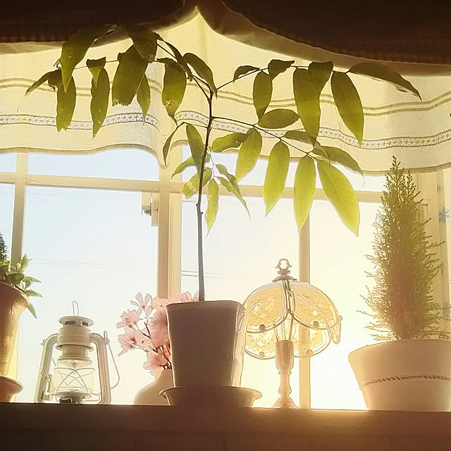 naopyiさんの実例写真