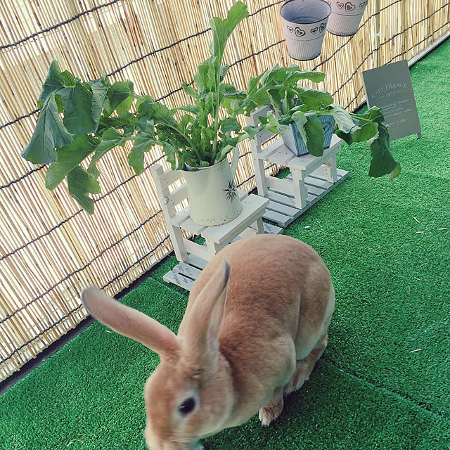 misatanさんの実例写真