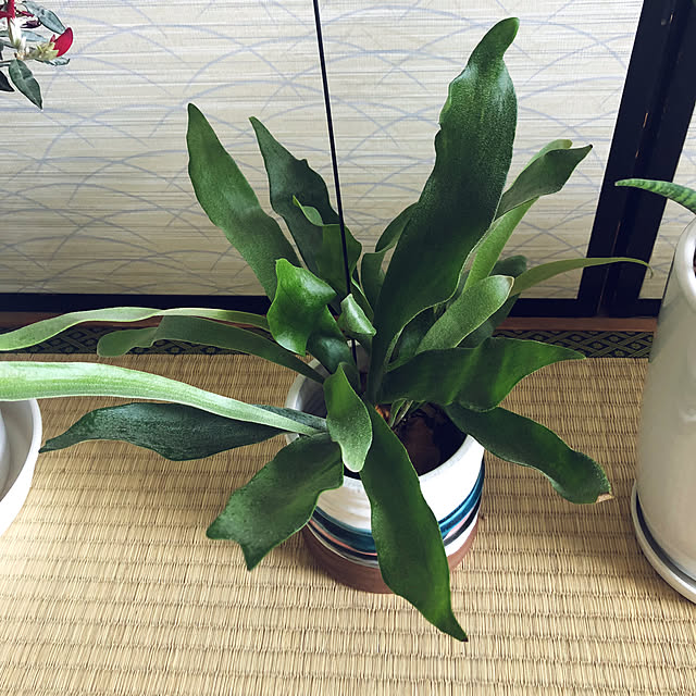 hanachanさんの部屋
