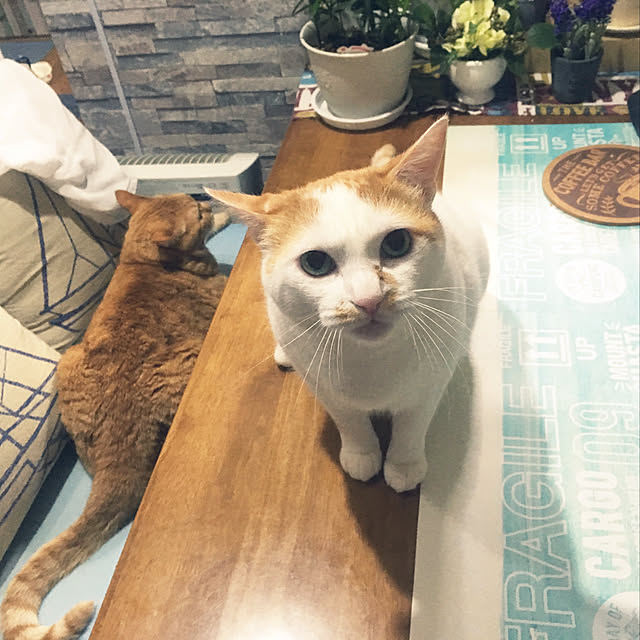 tututu0204さんの実例写真