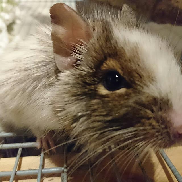 konさんの実例写真