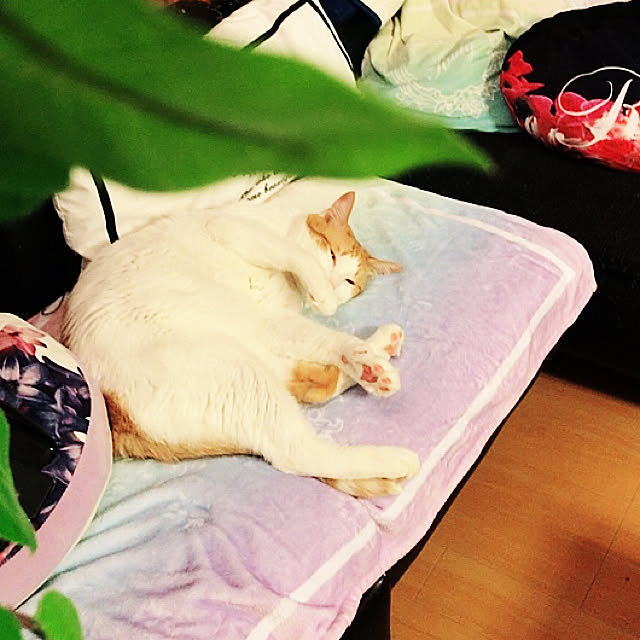 pique.さんの実例写真