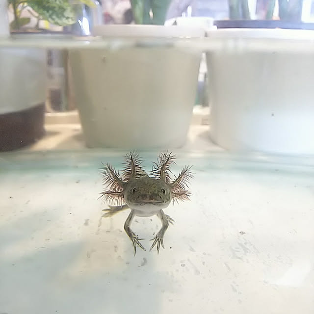 hiromimiさんの実例写真