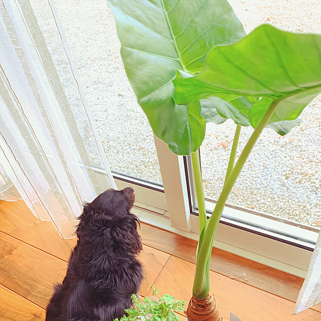 cocoerine.mkさんの実例写真