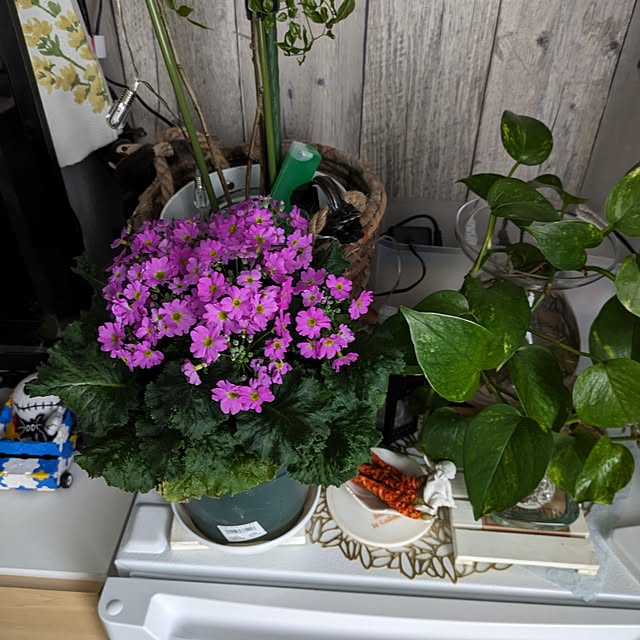 quanshanxia037さんの部屋