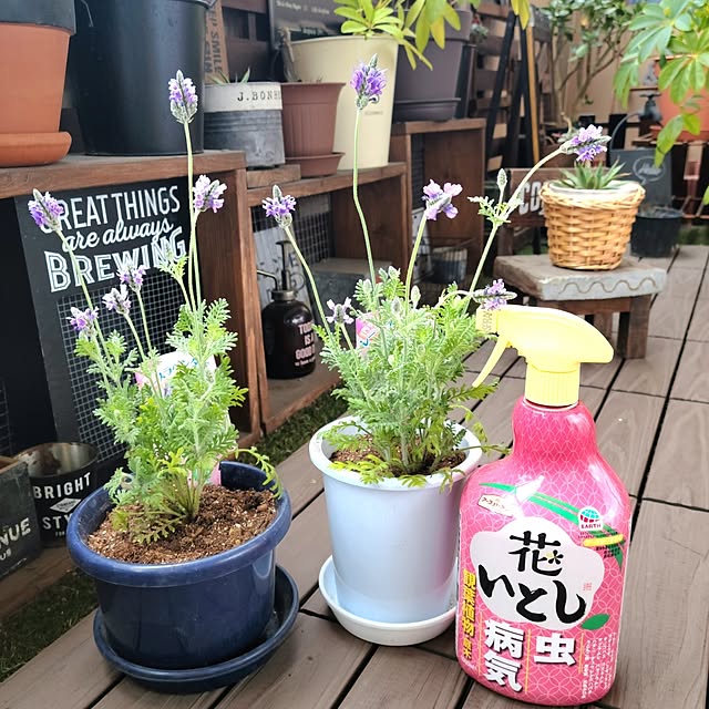 lovepeaceさんの実例写真