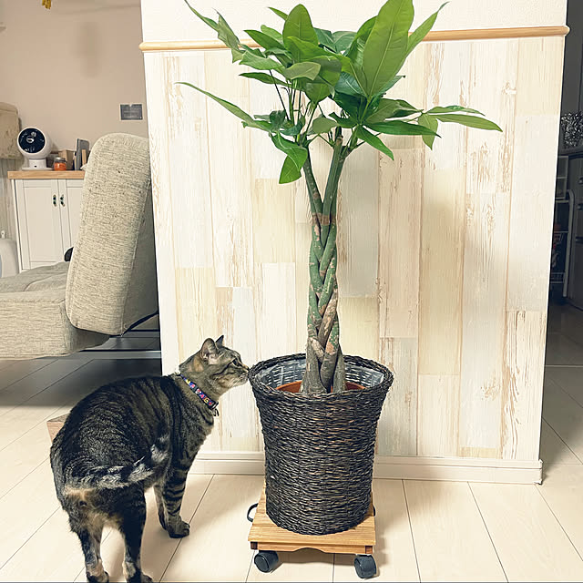 t-famさんの実例写真