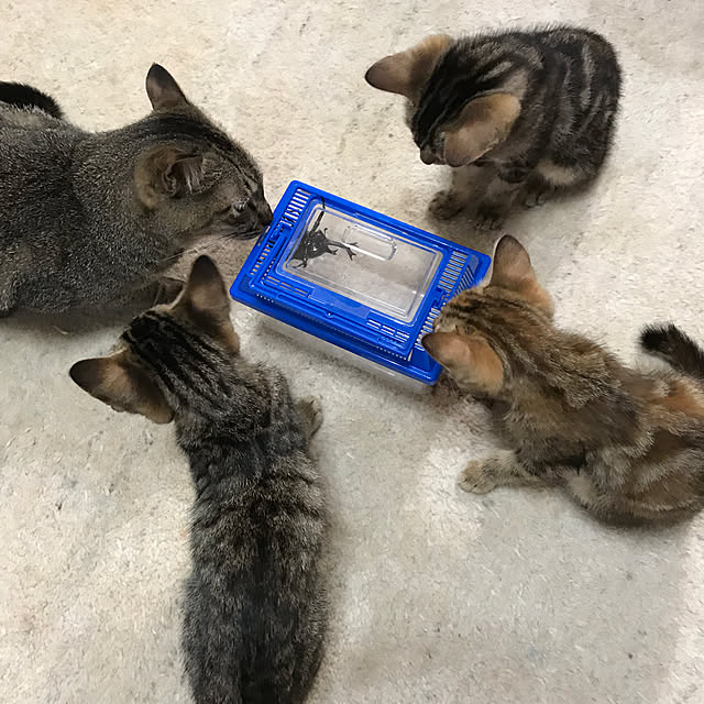 pepeさんの実例写真