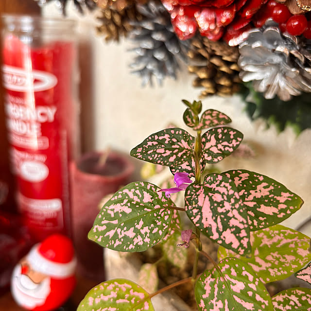 mamichopさんの実例写真