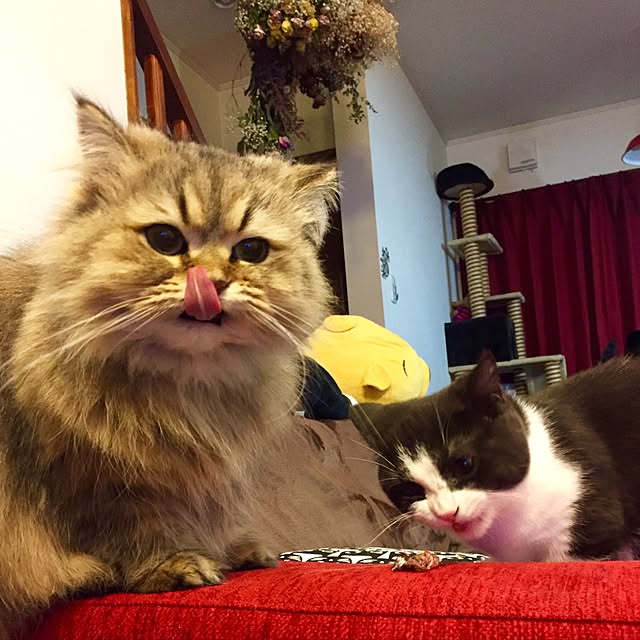butachanさんの実例写真