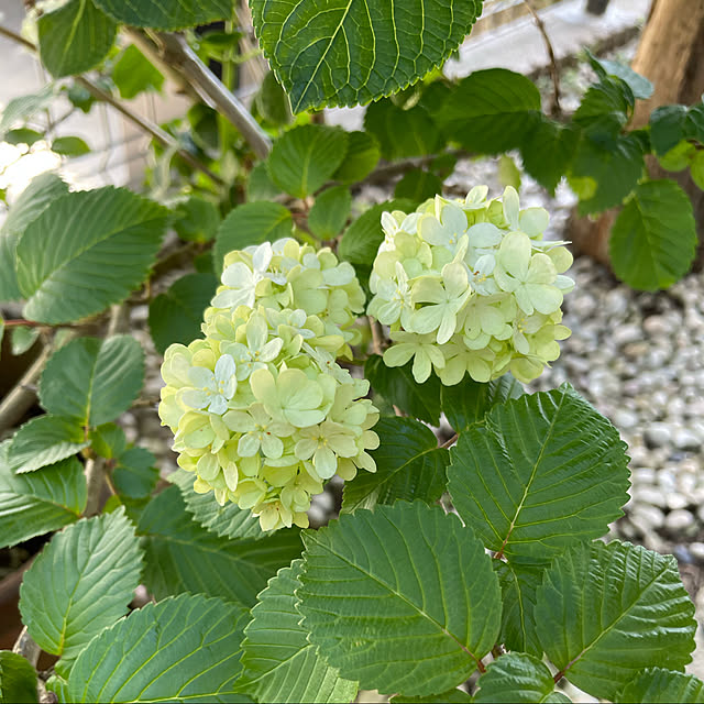 ronさんの実例写真