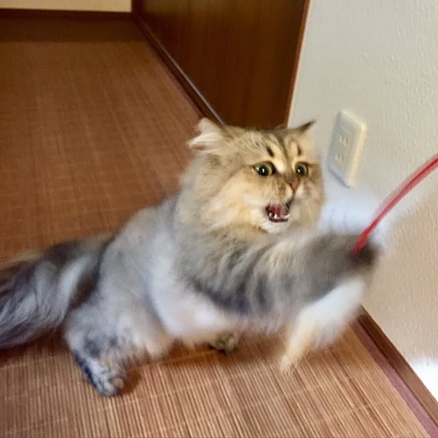 butachanさんの実例写真