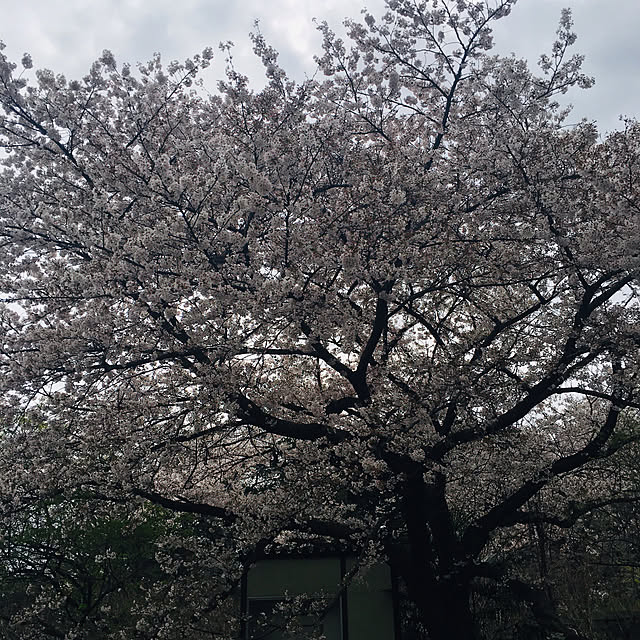 happy-sachiさんの部屋